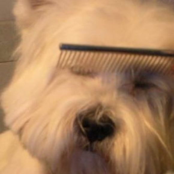 Meet your Posher, Oscar - Picture 1 of 1